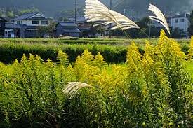 害人が先か害虫が先か害植物が先かそれが問題だ!?:外来種はなぜかバカでかく黄や赤が特徴_a0348309_10193393.jpg