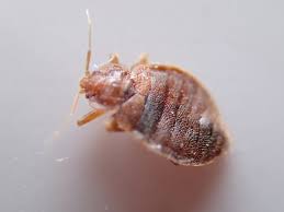 害人が先か害虫が先か害植物が先かそれが問題だ!?:外来種はなぜかバカでかく黄や赤が特徴_a0348309_9583431.jpg