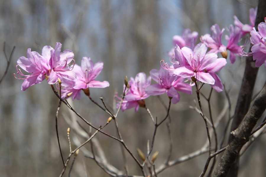 長瀞の桜を一望 - 秩父・2018年桜 -_b0190710_21564088.jpg