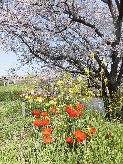 久しぶりに満開のサクラを堪能!? 田宿川・滝川・沼川沿いを歩く「2018お花見ウォーク」_f0141310_07442676.jpg