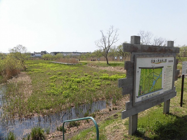 久しぶりに満開のサクラを堪能!? 田宿川・滝川・沼川沿いを歩く「2018お花見ウォーク」_f0141310_07453968.jpg