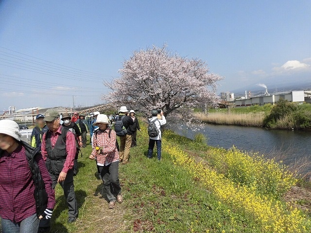 久しぶりに満開のサクラを堪能!? 田宿川・滝川・沼川沿いを歩く「2018お花見ウォーク」_f0141310_07461412.jpg