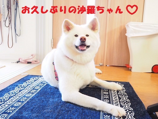 f0121712_05543384.jpeg