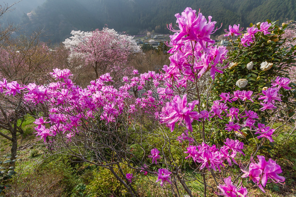 山里の桜巡り_b0010915_18095951.jpg