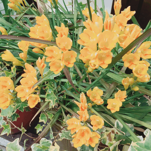 b0268815_20084150.gif