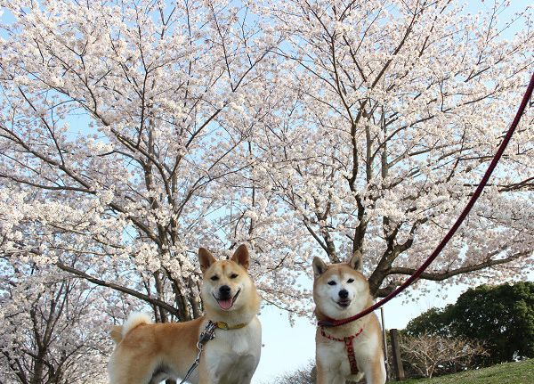 桜と写真_e0371017_00190067.jpg