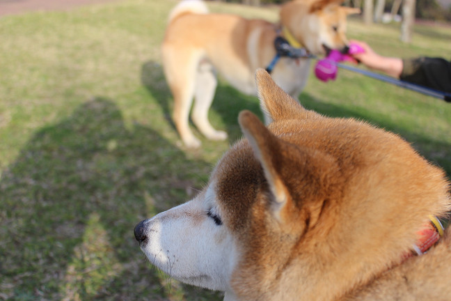 桜と写真_e0371017_00234467.jpg