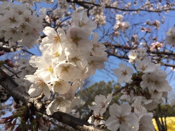 祝入社式桜餅&京都旅行6_f0320020_08173348.jpeg