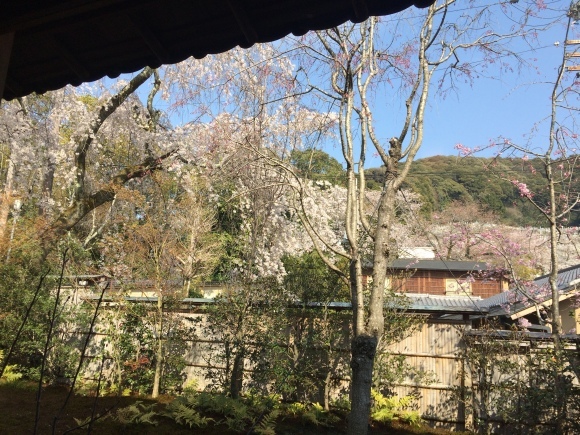 祝入社式桜餅&京都旅行6_f0320020_08203707.jpeg