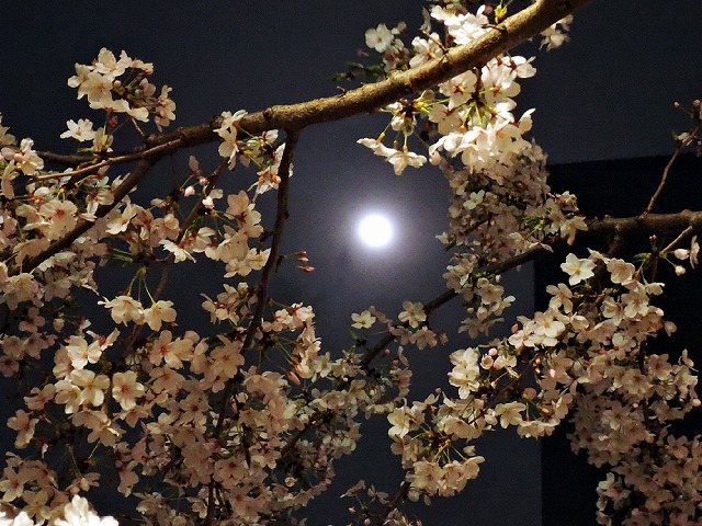 夜桜_c0062832_18080436.jpg