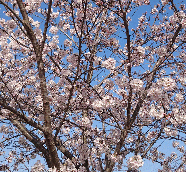 e0371039_1630890.gif