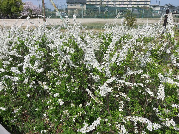 18年4月5日 ユキヤナギの白い花 今日の風に吹かれましょう