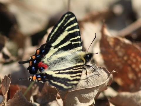 ギフチョウ　　　in 福井県_d0285540_19450920.jpg