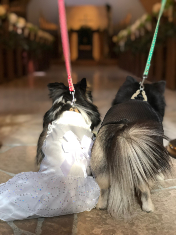 結婚式？_a0109641_22114868.jpg