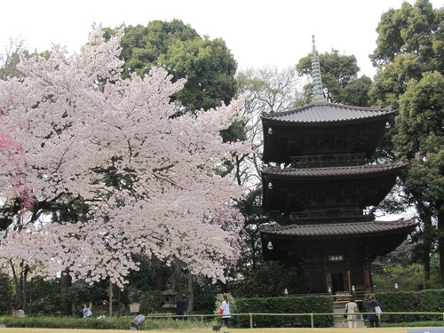 18桜pt2神田川沿い→護国寺→千鳥ヶ淵_d0338441_1923287.jpg