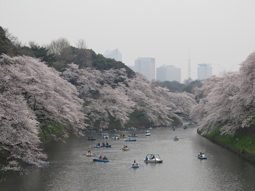 18桜pt2神田川沿い→護国寺→千鳥ヶ淵_d0338441_19521767.jpg