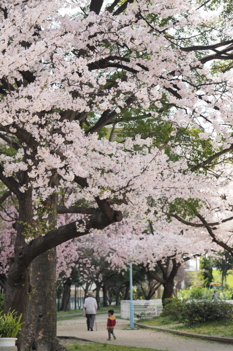 桜日和_e0353441_22465743.jpg