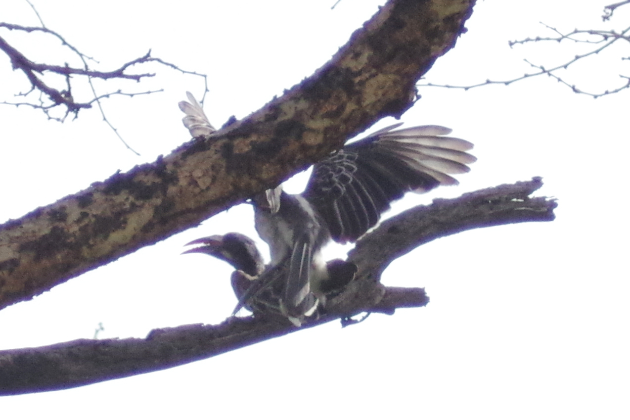 タンザニアの野鳥vol.5_b0144049_18263211.jpg