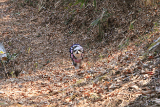 c0145250_09330858.gif