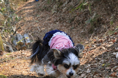 c0145250_09333660.gif