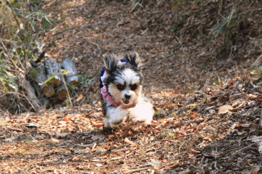 c0145250_09334647.gif