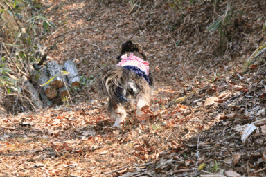 c0145250_09340035.gif
