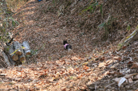 c0145250_09340370.gif
