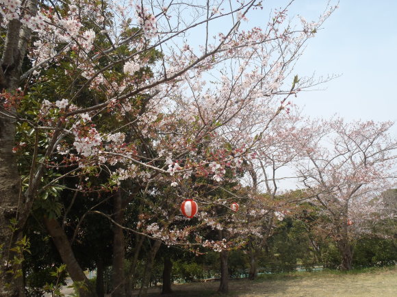 ◎4月2日(月)かみす桜まつり会場開花状況◎_f0229750_13163356.jpg