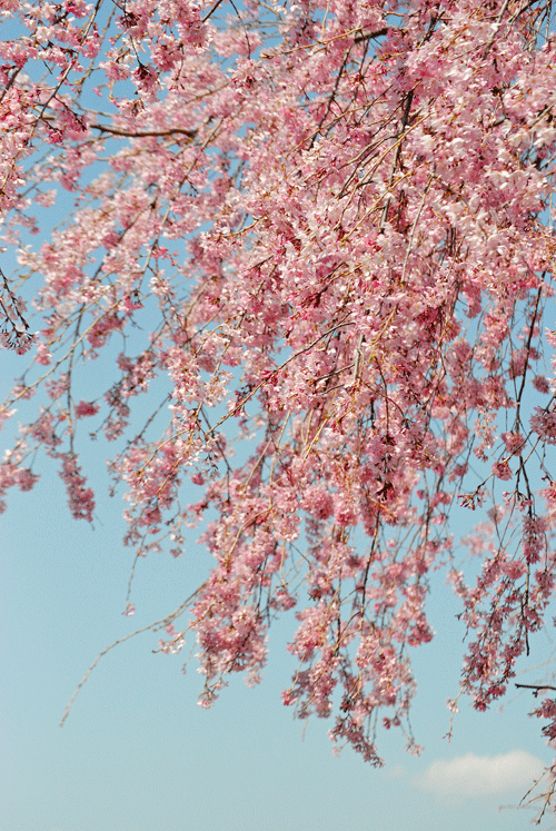 a0001354_23180268.gif