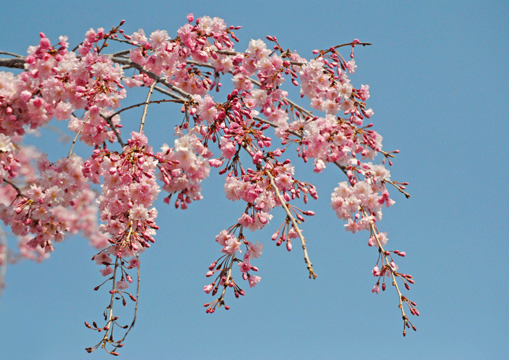 a0001354_23181391.gif