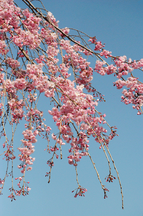 a0001354_23182320.gif