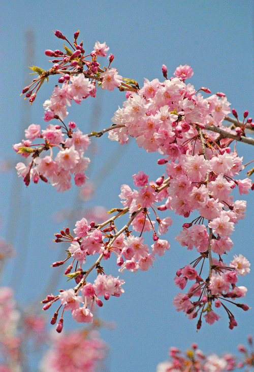 a0001354_23184060.gif
