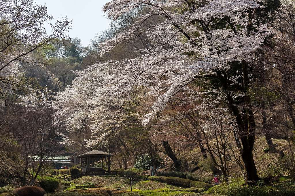 薬師池公園のシラネアオイ_f0044056_17212504.jpg