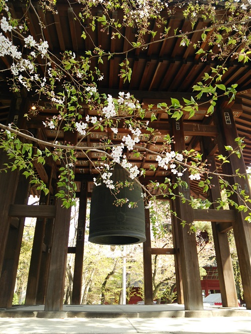 お花見＠増上寺～芝公園  2018/04/01_e0047657_1464763.jpg