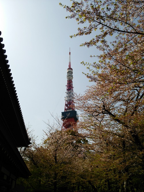 お花見＠増上寺～芝公園  2018/04/01_e0047657_1471616.jpg