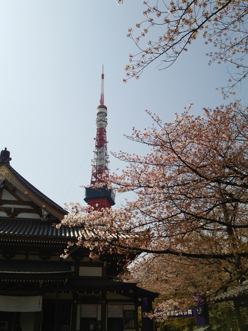 お花見＠増上寺～芝公園  2018/04/01_e0047657_147254.jpg