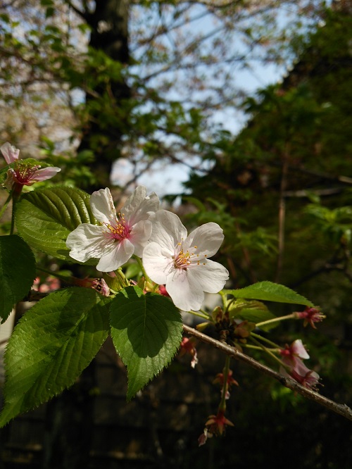 お花見＠増上寺～芝公園  2018/04/01_e0047657_1474392.jpg