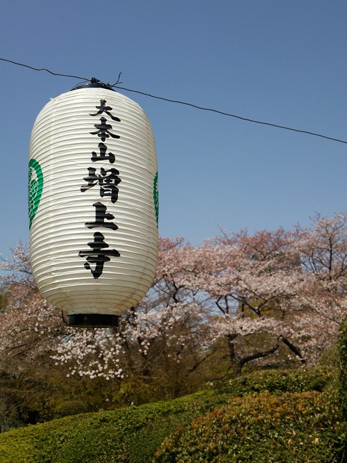 お花見＠増上寺～芝公園  2018/04/01_e0047657_1483547.jpg