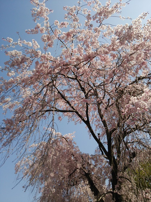 お花見＠増上寺～芝公園  2018/04/01_e0047657_1493215.jpg