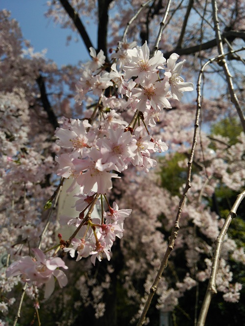 お花見＠増上寺～芝公園  2018/04/01_e0047657_1502100.jpg