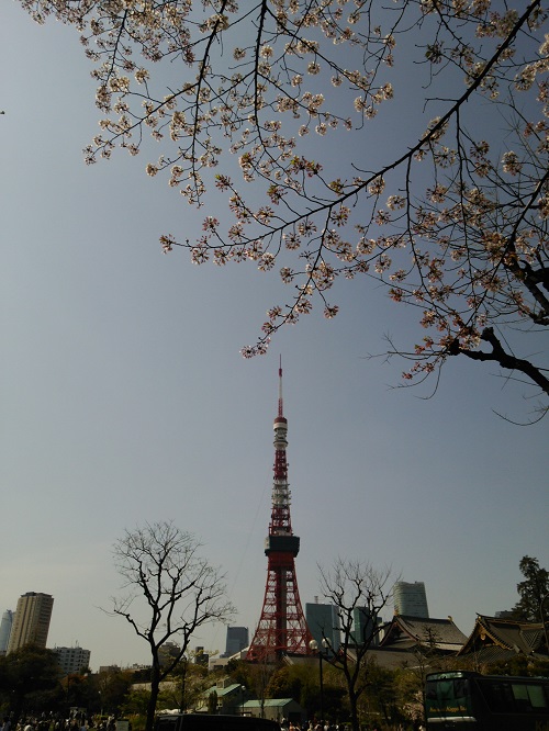 お花見＠増上寺～芝公園  2018/04/01_e0047657_1502370.jpg