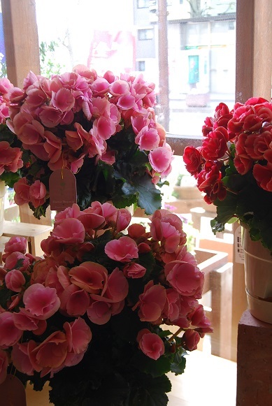 季節の花鉢の贈り物_a0201358_18082779.jpg