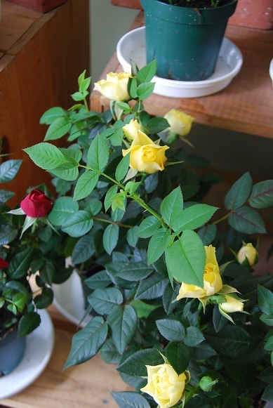季節の花鉢の贈り物_a0201358_18093683.jpg
