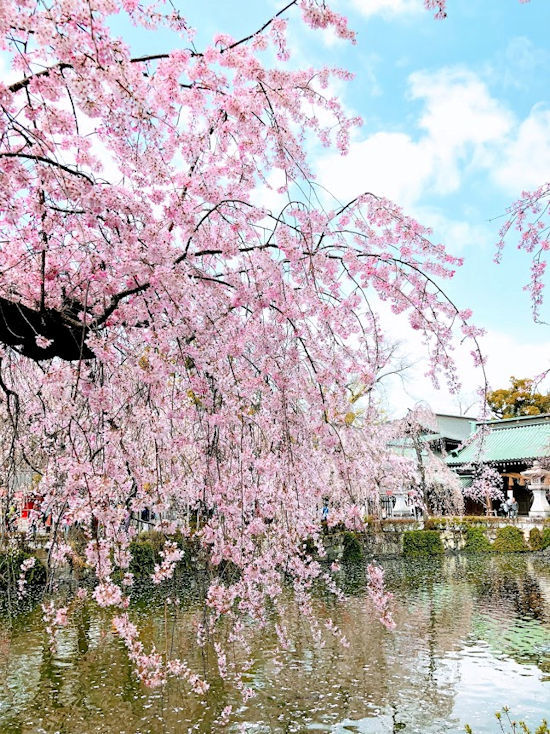 春の箱根路その１　三嶋大社の桜_e0256058_21395723.jpg