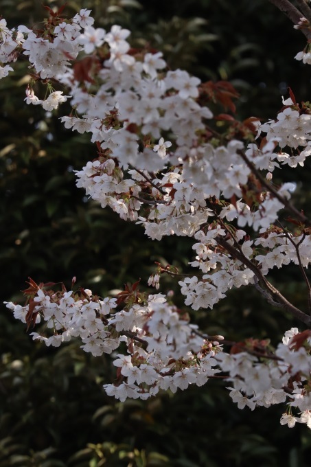 a0248459_14082256.jpg