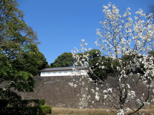 平成30年・春季 皇居乾通り一般公開 ＊ 皇居で通り抜けのお花見！_f0236260_00532552.jpg