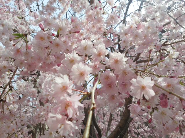 新しい年度がはじまり (*^^*) 市役所の中も変わりました・・・「市役所」は誰のための施策を行使するところでしょうか？！_f0061067_23341574.jpg