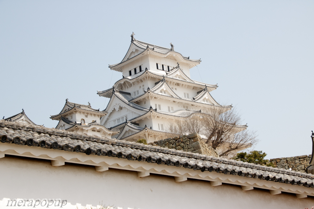 姫路城と桜_c0307468_16382198.jpg