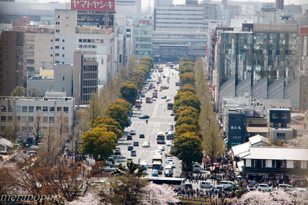 姫路城と桜_c0307468_16400431.jpg