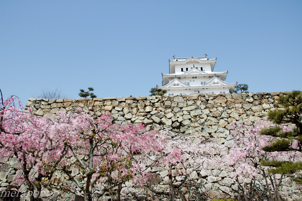 姫路城と桜_c0307468_16421573.jpg